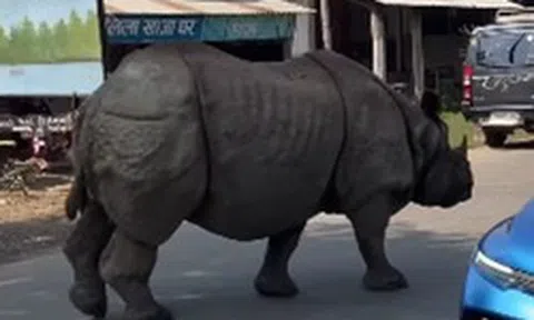 Con thú gần 3 tấn lao tới giữa ban ngày: Du khách lập tức 'đứng hình' suýt không kịp phản ứng