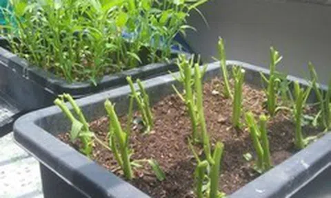 3 loại rau nên trồng ngay bây giờ: Sống khỏe, 20 ngày có rau sạch ăn liền