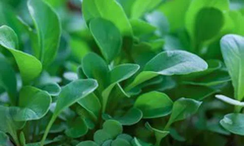 Loại rau tốt nhất thế giới với mật độ dinh dưỡng dày đặc: Ở Việt Nam không thiếu
