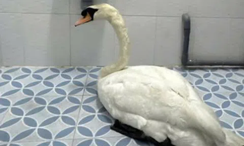 Đã khởi tố người trộm thiên nga trắng ở Thảo Cầm Viên