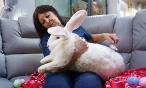 Chú thỏ khổng lồ nặng gần 10kg sống như ông hoàng trong phòng ngủ riêng