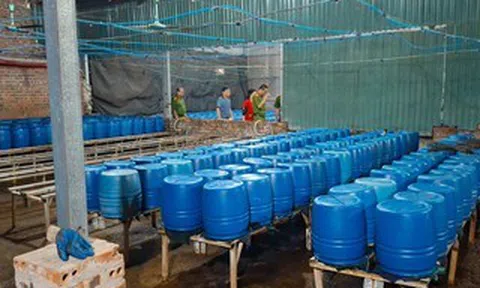 Sản xuất 510 tấn giá đỗ bằng chất độc 6-Benzylaminopurine bán cho người dân