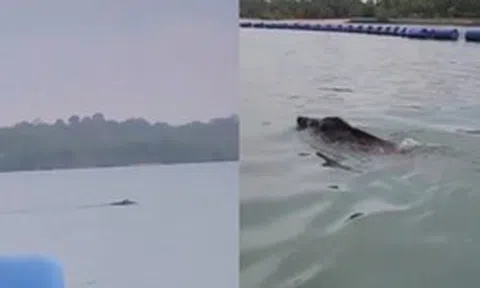 Thấy 'thủy quái' bơi vụt qua trước mặt, nhóm người vội gọi hỗ trợ, chuyên gia nói: Đây là điều rất hiếm!