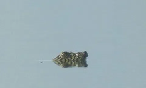 Loài vật chỉ còn 2 cá thể trên thế giới bất ngờ xuất hiện, ai thấy cũng nói quá may mắn