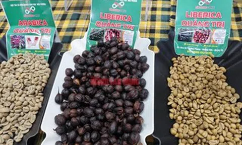 Giá cà phê hôm nay 12-4: Robusta thủng đáy, tương lai thế nào?