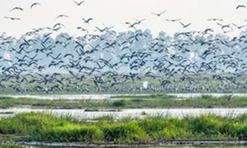 Hiện tượng lạ: Hàng ngàn chim hoang dã ùn ùn kéo về, che kín bầu trời Vườn Quốc gia sau 20 năm