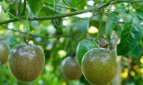 'Làm nông nghiệp' như thế nào thì không chịu thuế? Cục thuế trả lời