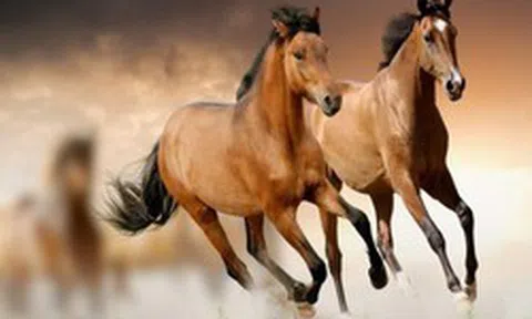 Chuyên gia dự báo: Từ giữa tháng 4/2026, 4 tuổi này có tín hiệu tài lộc khởi sắc, cơ hội tăng thu nhập rõ rệt