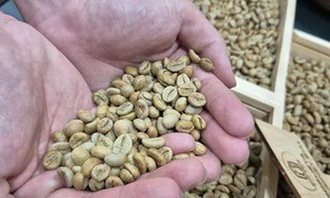Giá cà phê hôm nay 20-4: Robusta vào vụ tại Indonesia, Brazil nối bước