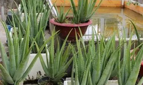 Lời khuyên đến những gia đình đang trồng cây nha đam