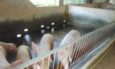 Giá heo hơi hôm nay, 21-4: Hộ nuôi tăng giá do tác động chính sách thuế mới