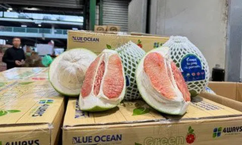 Lô bưởi Việt Nam lần đầu vào Úc