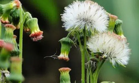 Ăn 1 mớ rau này như "nhân sâm của người nghèo", nghe tên thấy lạ nhưng ở quê mọc um tùm như cỏ