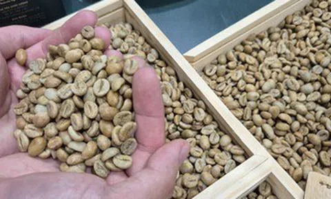 Giá cà phê hôm nay 25-4: Giảm nhẹ, một thương hiệu cà phê Việt mở chuỗi tại châu Âu
