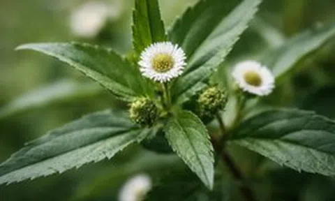 Loại cây chống rụng tóc, kích thích mọc tóc cực đỉnh, giảm cả mỡ máu: Mọc dại đầy Việt Nam