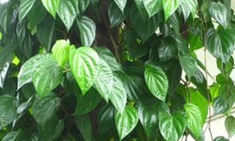 Lời khuyên đến những gia đình đang trồng cây trầu không