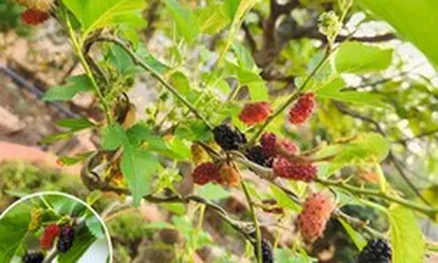 Lời khuyên dành cho những gia đình đang trồng cây dâu tằm