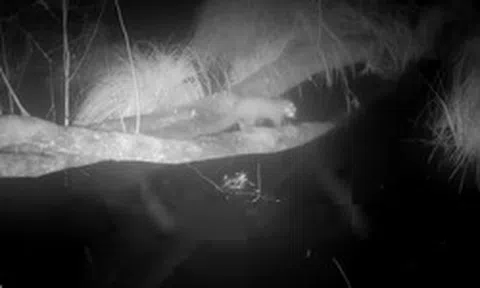 Loài vật cực hiếm tưởng tuyệt chủng bất ngờ "sống lại" sau 100 năm: Camera giấu kín ghi lại cảnh đặc biệt