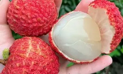 5 điều cấm kỵ khi ăn quả vải nhiều người Việt đang vô tình mắc phải: "Ngọt miệng" nhưng dễ hại thân