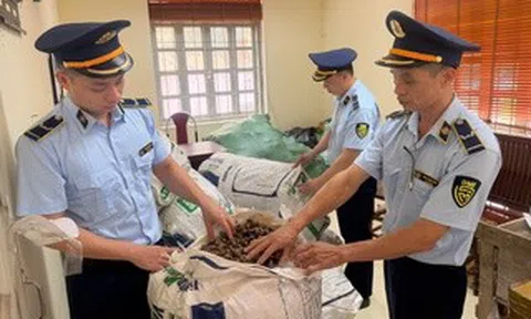Chủ lô hàng "xác ve sầu không chứng minh được nguồn gốc" có bị xử phạt?