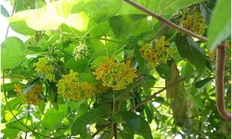 Lời khuyên dành cho những gia đình đang trồng cây thiên lý