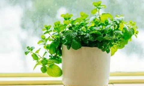 Tại sao mỗi bàn học nên có một chậu bạc hà?