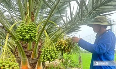 Chà là bén duyên vùng biên, mở hướng canh tác mới