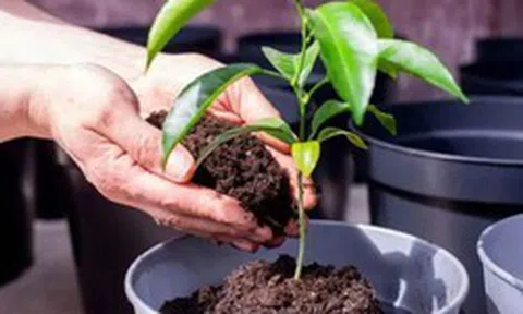 3 lý do nên có một cây chanh trong nhà