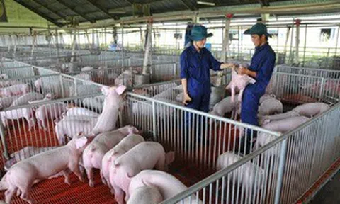 Giá heo hơi hôm nay, 21-5: Có biến động ở hai đầu vùng miền