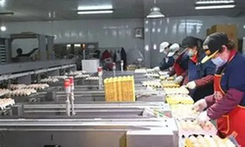 "Đột nhập" nhà máy sản xuất 450.000 quả trứng tươi/ngày, phát hiện "thông tin" về dây chuyền chế biến được đầu tư hơn 193 tỷ đồng