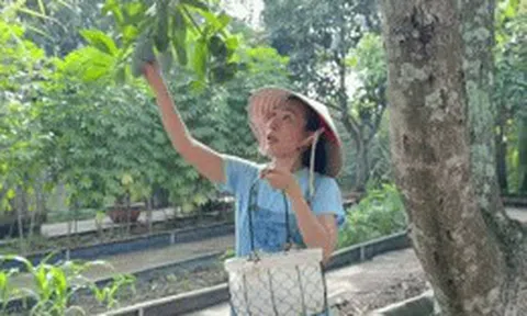 Mỹ Tâm thu hoạch xoài trong biệt thự nhà vườn, Cục trưởng Xuân Bắc nhiều tâm tư