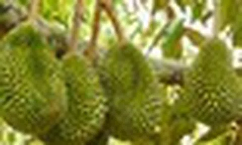 Tránh Việt Nam và Thái Lan, một đối thủ sầu riêng chọn lối đi riêng: Không chạy theo sản lượng, tập trung bán phân khúc cao cấp tại Trung Quốc