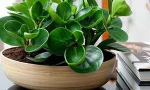 4 lời khuyên dành cho các gia đình đang trồng cây trường sinh