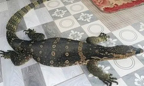 Người dân ở Tây Ninh giao nộp con vật quý hiếm nặng 6,5 kg