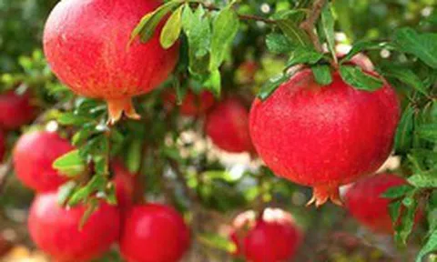 Vì sao người xưa thường trồng một cây lựu trước cổng?
