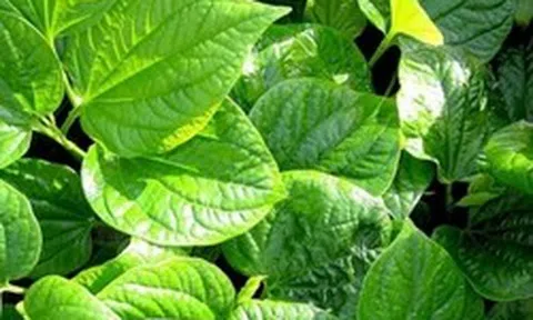 Công dụng của cây lá lốt