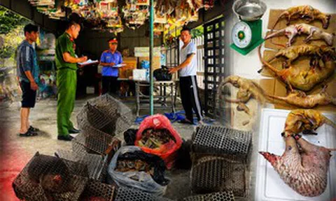 Thực nghiệm điều tra vụ vận chuyển vảy tê tê, động vật hoang dã trái phép tại Đà Nẵng