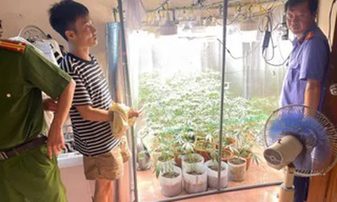 Phát hiện "vườn" cần sa được trồng một cách tinh vi, hiện đại trong phòng ngủ