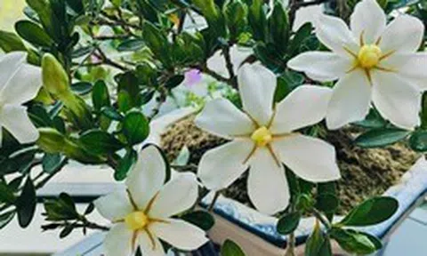 4 loại cây "đại cát", rất nên trồng trong nhà