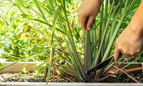 3 loại cây người xưa thường trồng quanh nhà để đuổi muỗi hiệu quả
