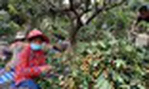 Campuchia quyết tâm làm giàu với loại quả Việt Nam đang trồng rất nhiều: Xuất khẩu trực tiếp sang Trung Quốc, tự tin sẽ mang lại lợi nhuận lớn