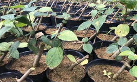 Loại cây mọc dại ở Việt Nam đang bị săn lùng: Các nhà khoa học đã tìm ra tác dụng quý