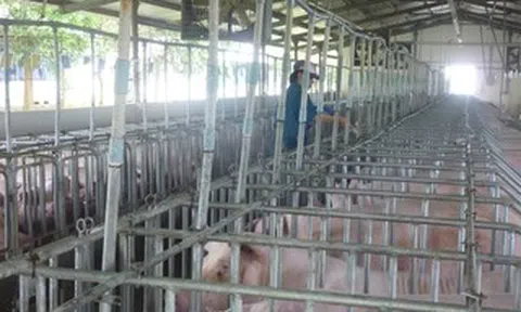 Giá heo hơi hôm nay, 25-6: Khu vực phía Nam giảm mạnh