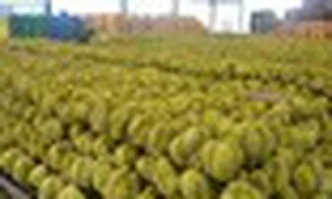 Thái Lan bất ngờ tìm được cứu tinh cho sầu riêng: Doanh số tăng gấp 10 lần chỉ trong 3 tháng, đơn hàng trái cây tăng 134%