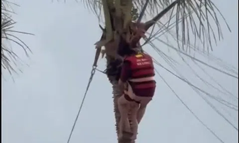 Thót tim 2 mẹ con bị gió cuốn, treo lơ lửng trên ngọn dừa khi chơi dù bay