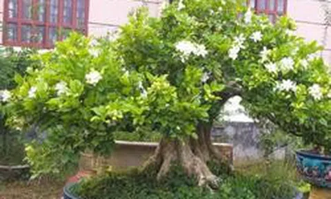 5 lý do nên trồng một cây nguyệt quế trước nhà