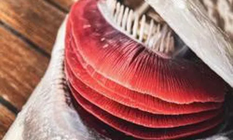 3 bộ phận của cá không nên ăn: Có bộ phận chứa độc tố, ăn phải có thể gây suy thận