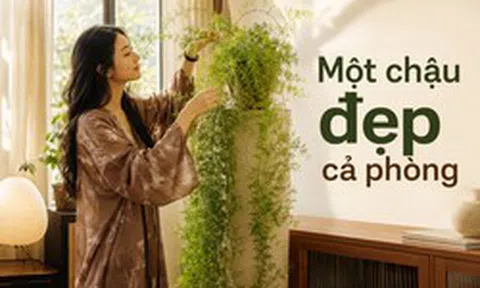 Người phụ nữ chỉ đặt một chậu cây 4 năm tuổi trong phòng khách, ai bước vào đều khen: “Nhìn thôi đã thấy thư thái”