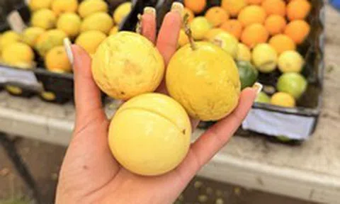 Chợ Việt có 4 thực phẩm màu vàng được ví như “thần dược” mùa thu