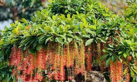 4 lý do người nhà giàu thường trồng lộc vừng trong nhà
